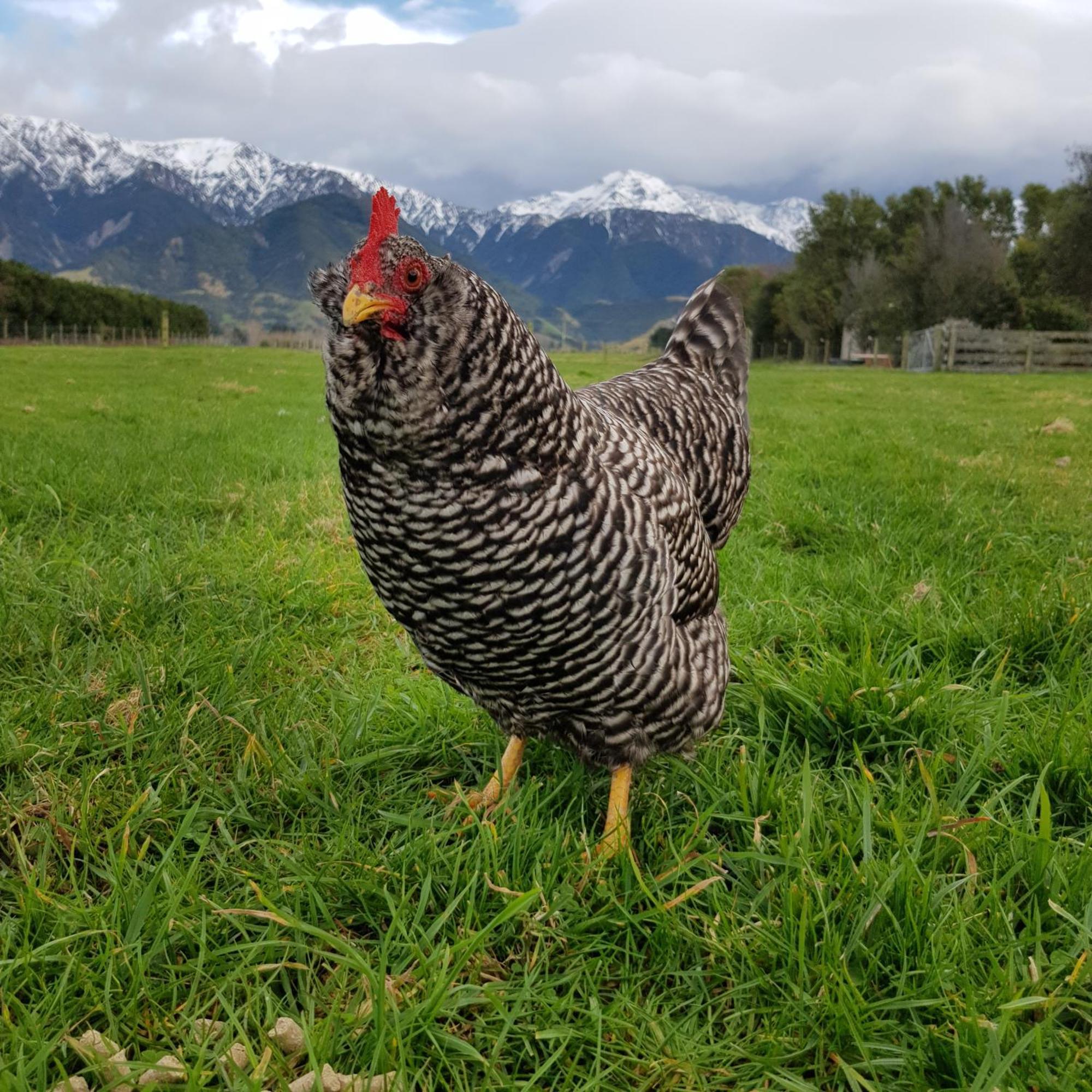 Awatea Country Bed & Breakfast Kaikoura Exterior photo