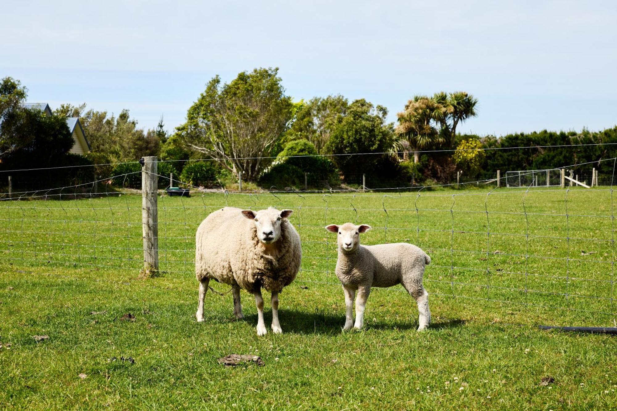 Awatea Country Bed & Breakfast Kaikoura Exterior photo