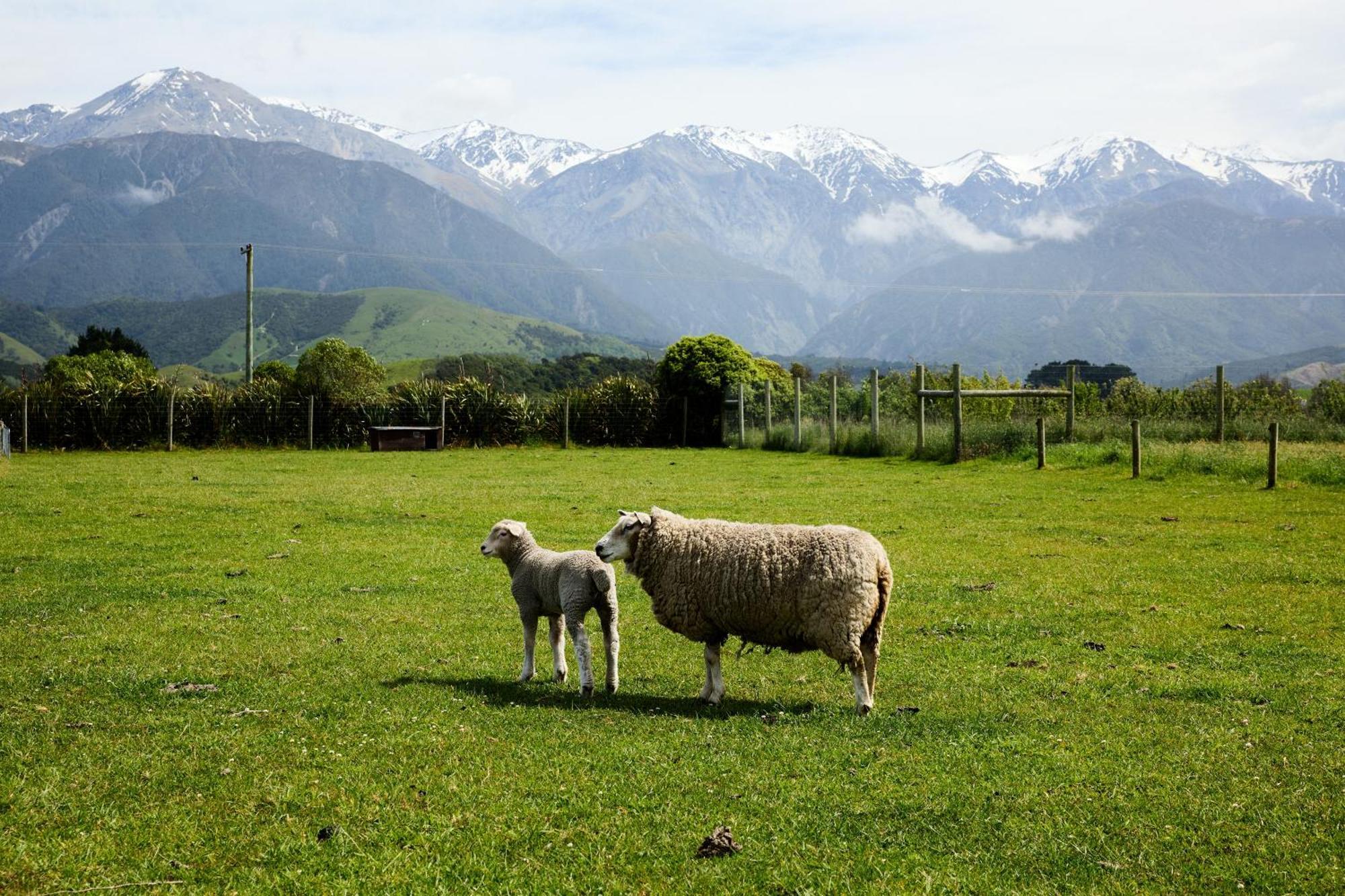 Awatea Country Bed & Breakfast Kaikoura Exterior photo